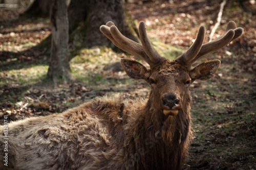 Wapiti ( Elk ) Buck Closeup in Early Spring Velvet