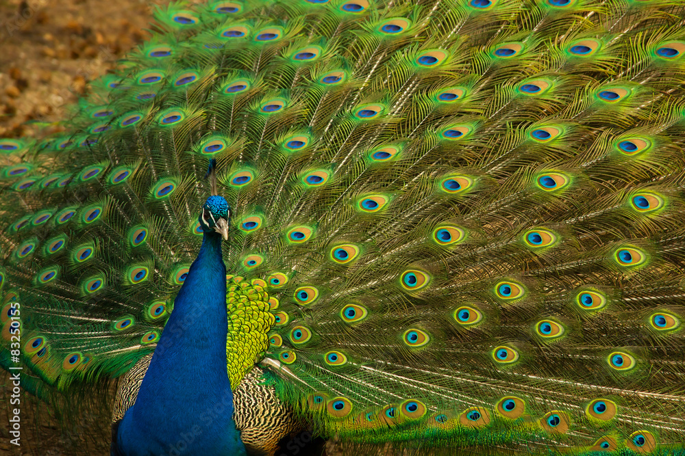 Obraz premium peacock