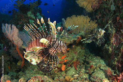 Underwater coral reef and fish © Richard Carey