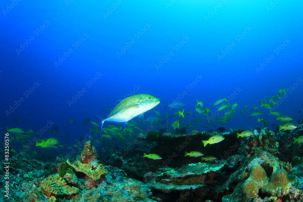 Fototapeta premium Underwater coral reef and fish