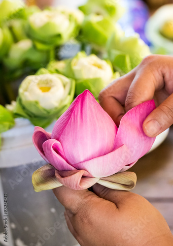 close up woman folding petal pink lotus for pray Buddha in thai