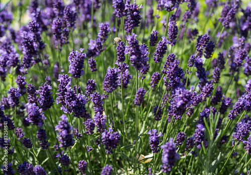 Garden with the flourishing lavender