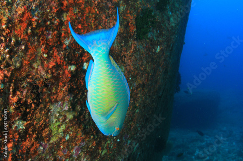 Underwater coral reef and fish