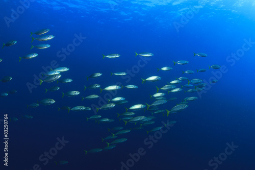Mackerel fish in sea © Richard Carey