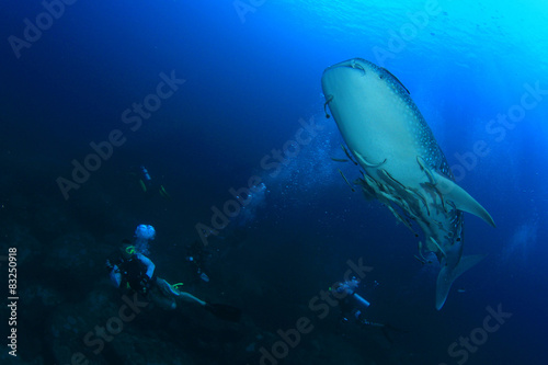 Scuba diving with Whale Shark