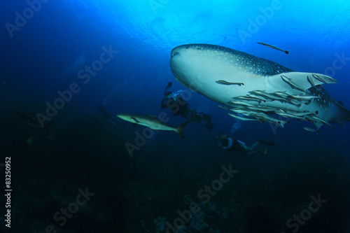 Scuba diving with Whale Shark © Richard Carey