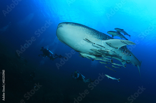 Scuba diving with Whale Shark