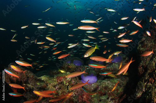 Fototapeta Naklejka Na Ścianę i Meble -  Underwater coral reef with tropical fish