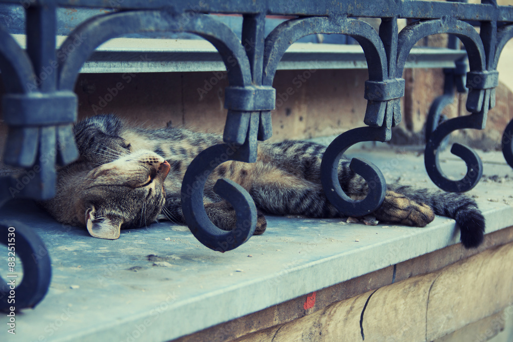 Fototapeta premium Cat sleeping on a windowsill.