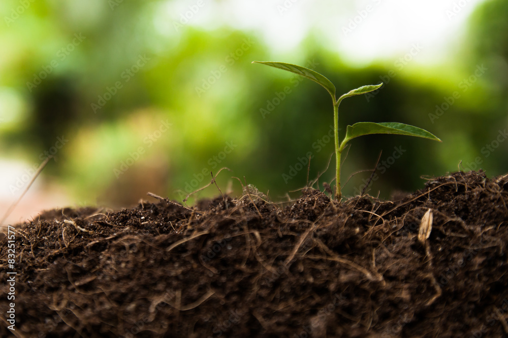 Young plant in the garden,plant growing over green environment Young plant in the garden,plant growing over green environment