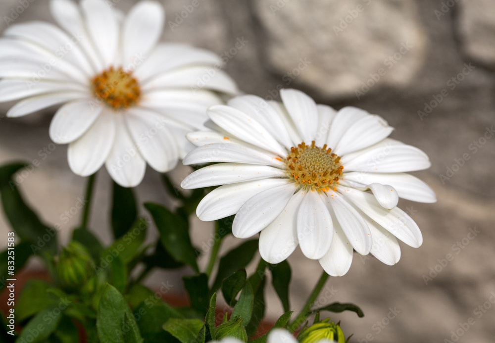 White cape daisy in garden White cape daisy in garden