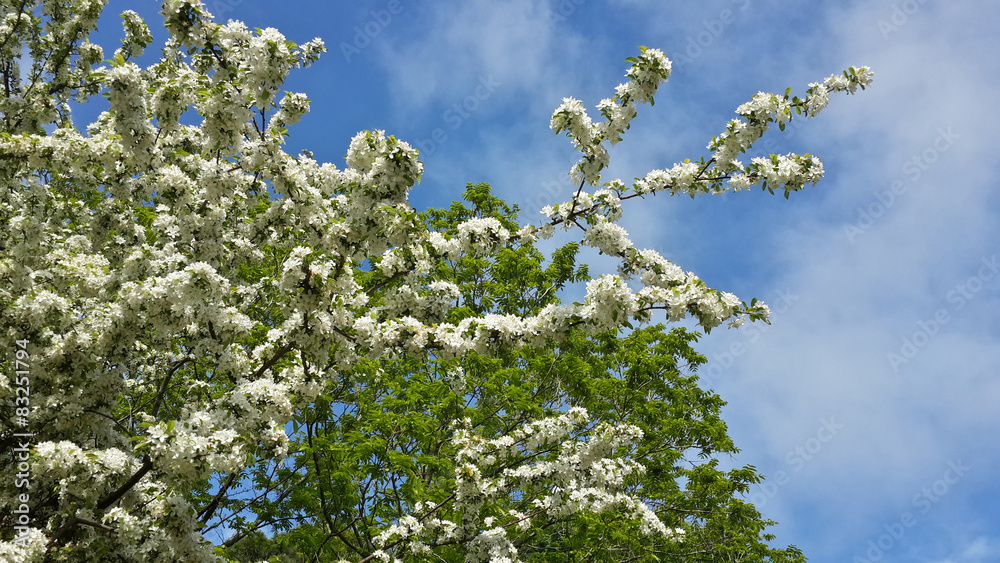 Белоснежные цветы сакуры, зеленая листва и голубое небо