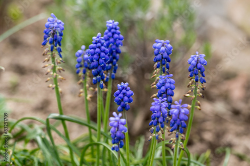 Blue Muscari Mill flowers close-up in the spring