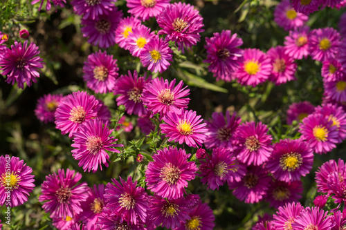 Close up of the pink chrysanthemum flowers