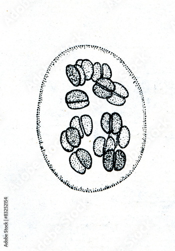 Blue-green algae Chroococcus distans  photo