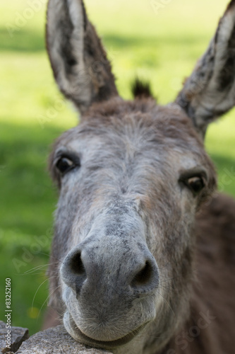donkey face 