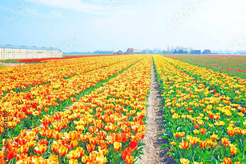 Blossoming tulips in the countryside from the Netherlands photo