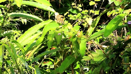 Pale-faced Bulbul (Pycnonotus leucops) in Mt.Kinabalu, Borneo photo