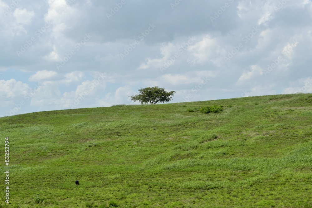 Tree on the top of the hill