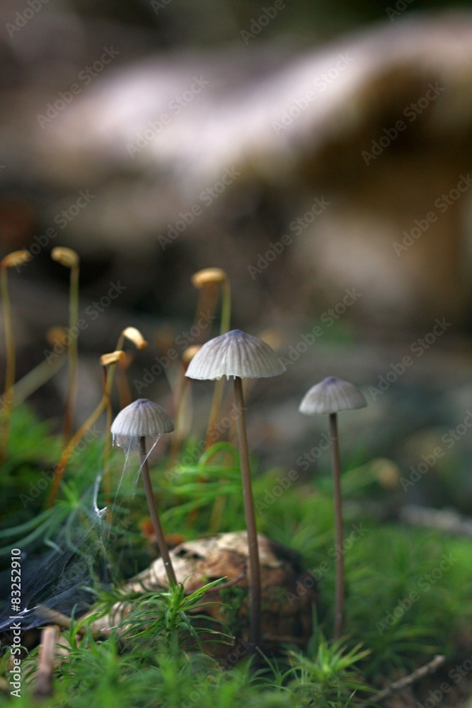 unidentified gray mushrooms unidentified gray mushrooms