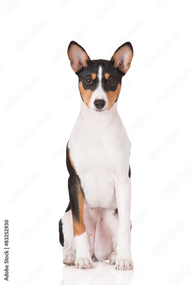 basenji dog portrait on white
