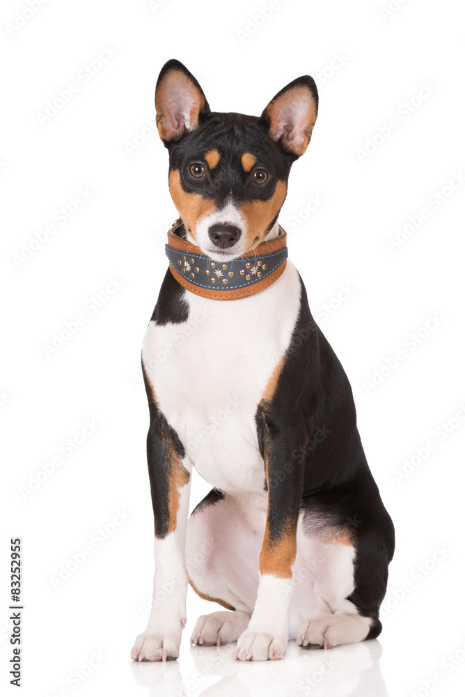 basenji puppy in a collar