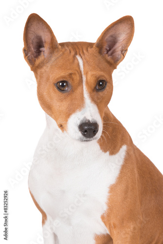 red basenji dog portrait