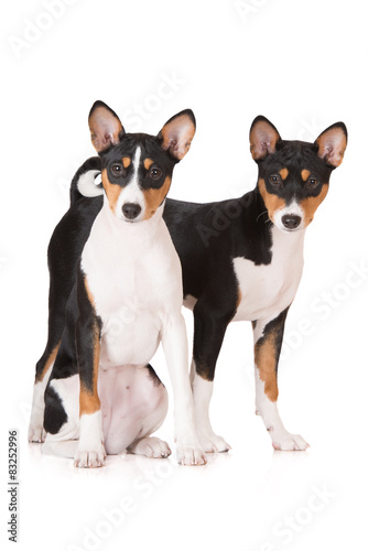 two tricolor basenji dogs on white