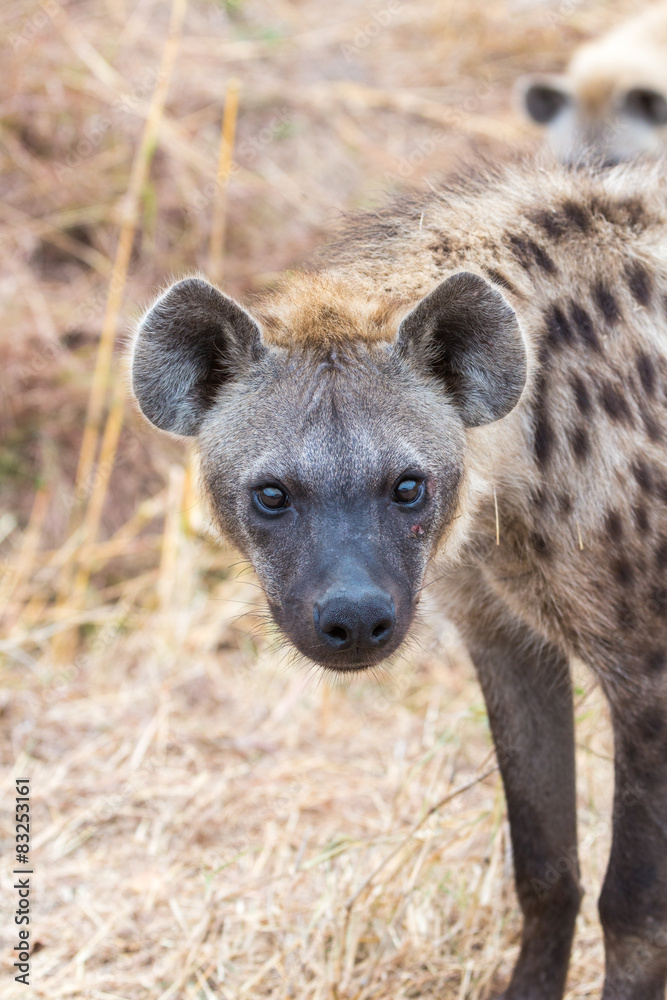 Curious Hyena