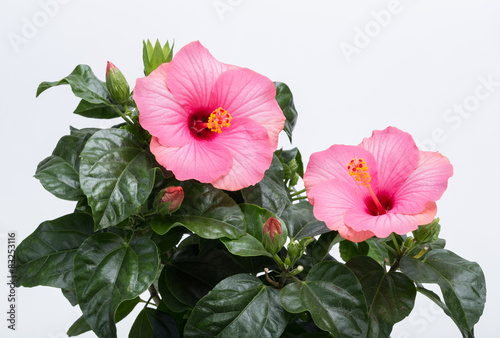 Fototapeta Naklejka Na Ścianę i Meble -  pink hibiscus flower isolated on white background