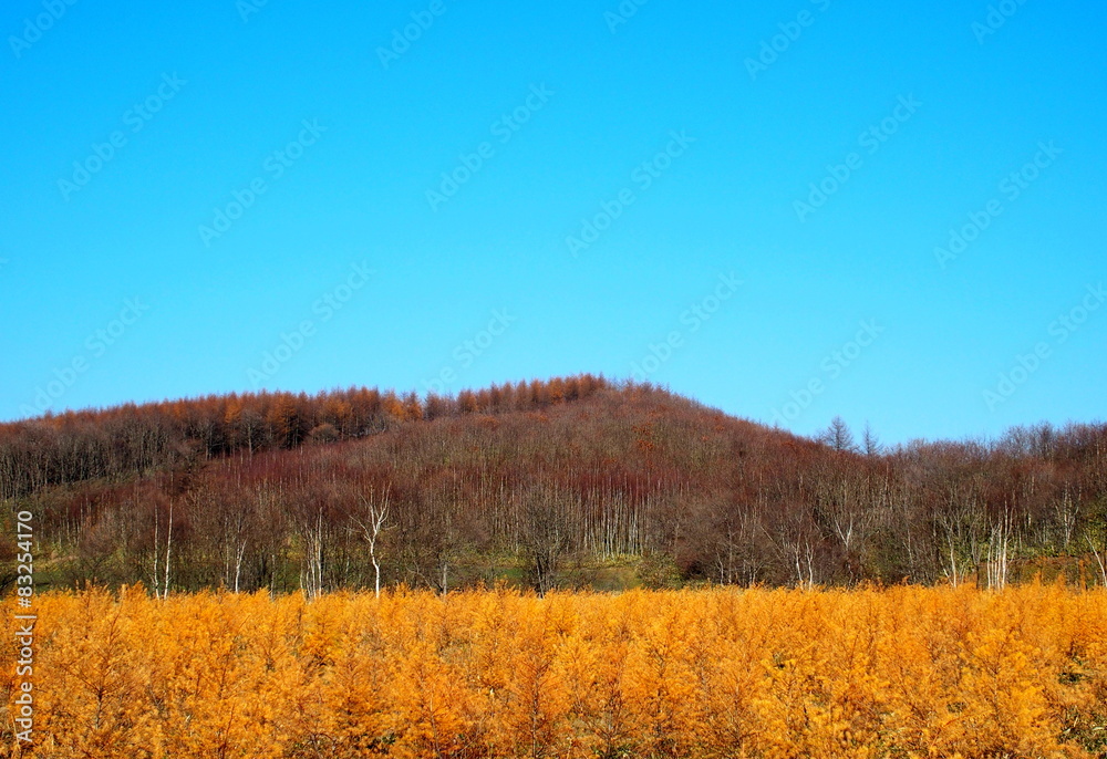 Fototapeta premium 鶴居村