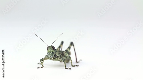 Lichen grasshopper grooms face and weaves. photo