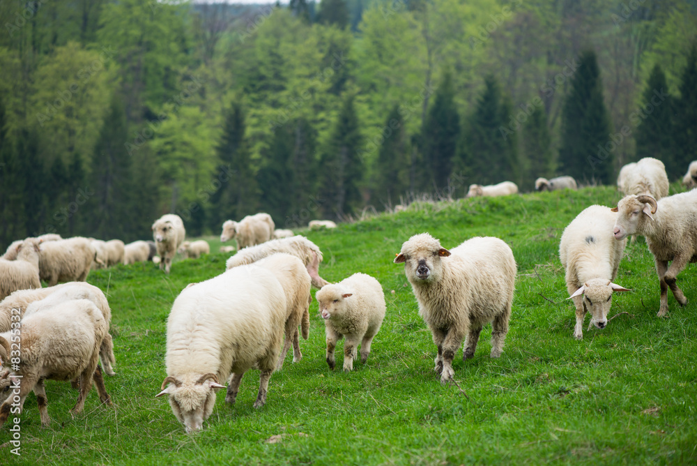 traditional sheep grazing on hills in polish mountains traditional sheep grazing on hills in polish mountains