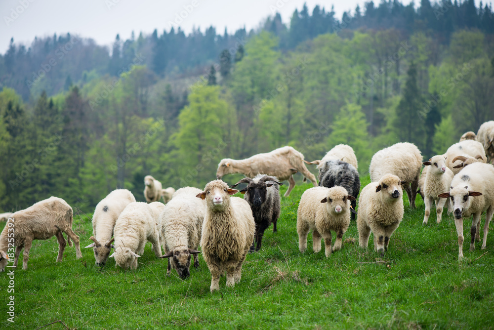 traditional sheep grazing on hills in polish mountains traditional sheep grazing on hills in polish mountains