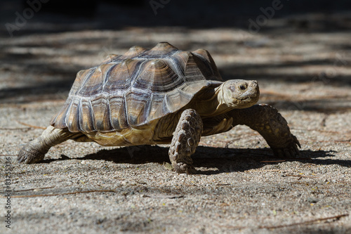Spurred Tortoise - Geochelone sulcata. © wollertz
