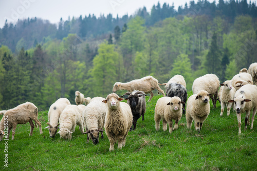 Fototapeta Naklejka Na Ścianę i Meble -  traditional sheep grazing on hills in polish mountains