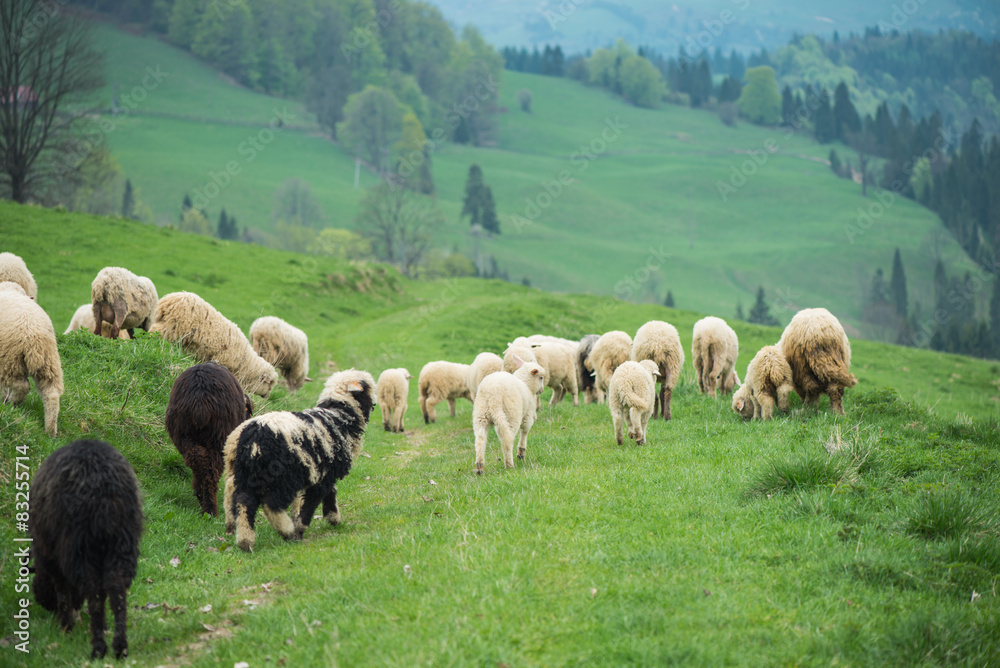 Fototapeta premium traditional sheep grazing on hills in polish mountains