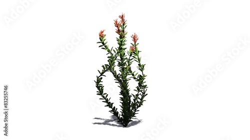 Ocotillo flowers - isolated on white background  photo