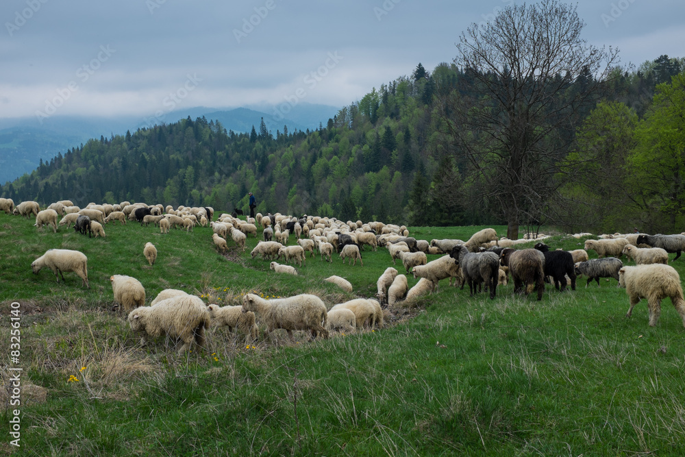 Traditional sheep grazing on hills in polish Tatry mountains reg Traditional sheep grazing on hills in polish Tatry mountains reg