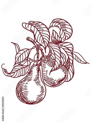 Vector Sketch of pear