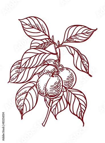 Vector Sketch of plums