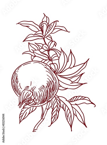 Vector Sketch of pomegranate