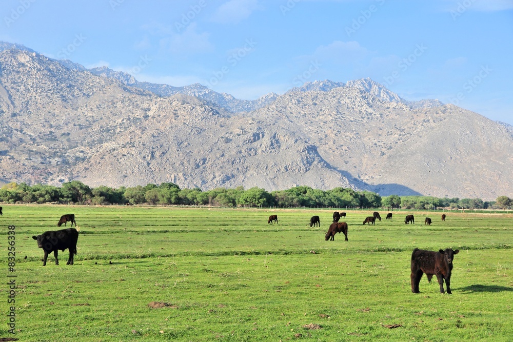 California cattle ranch with Scodie Mountains in background