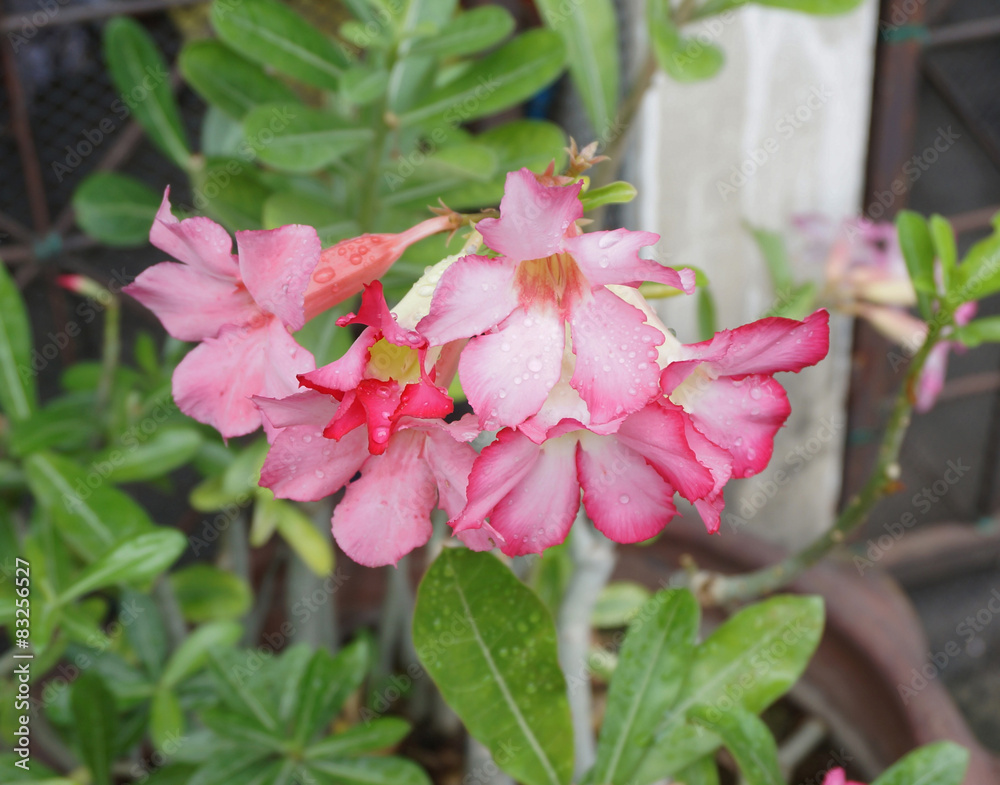 Pink desert Flower, adenium obesum Pink desert Flower, adenium obesum