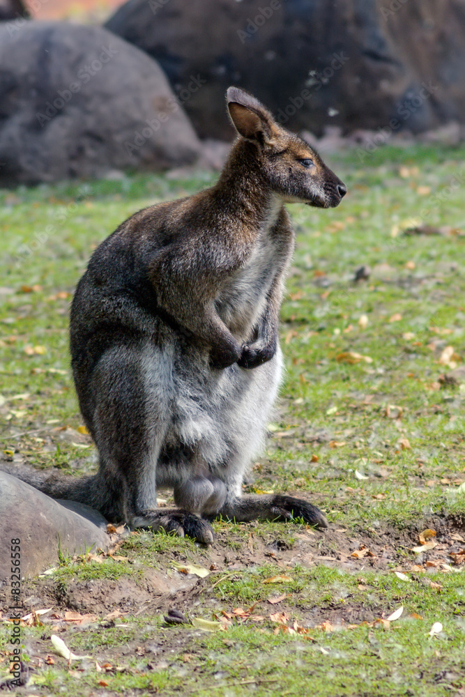 Sitting male kangaroo