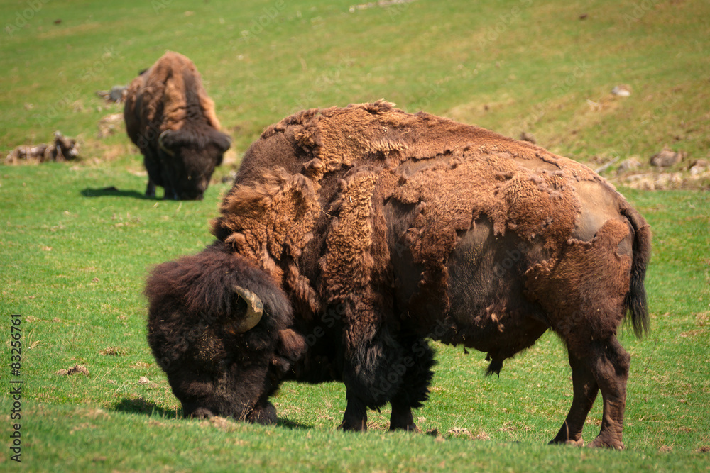 Bison (American Buffalo) in Spring Moult Grazing in Field Bison (American Buffalo) in Spring Moult Grazing in Field