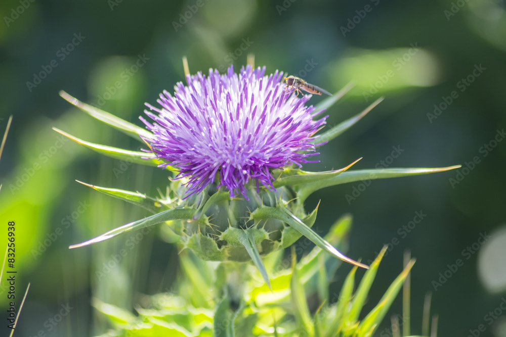 Thistle flower with an insect above Thistle flower with an insect above
