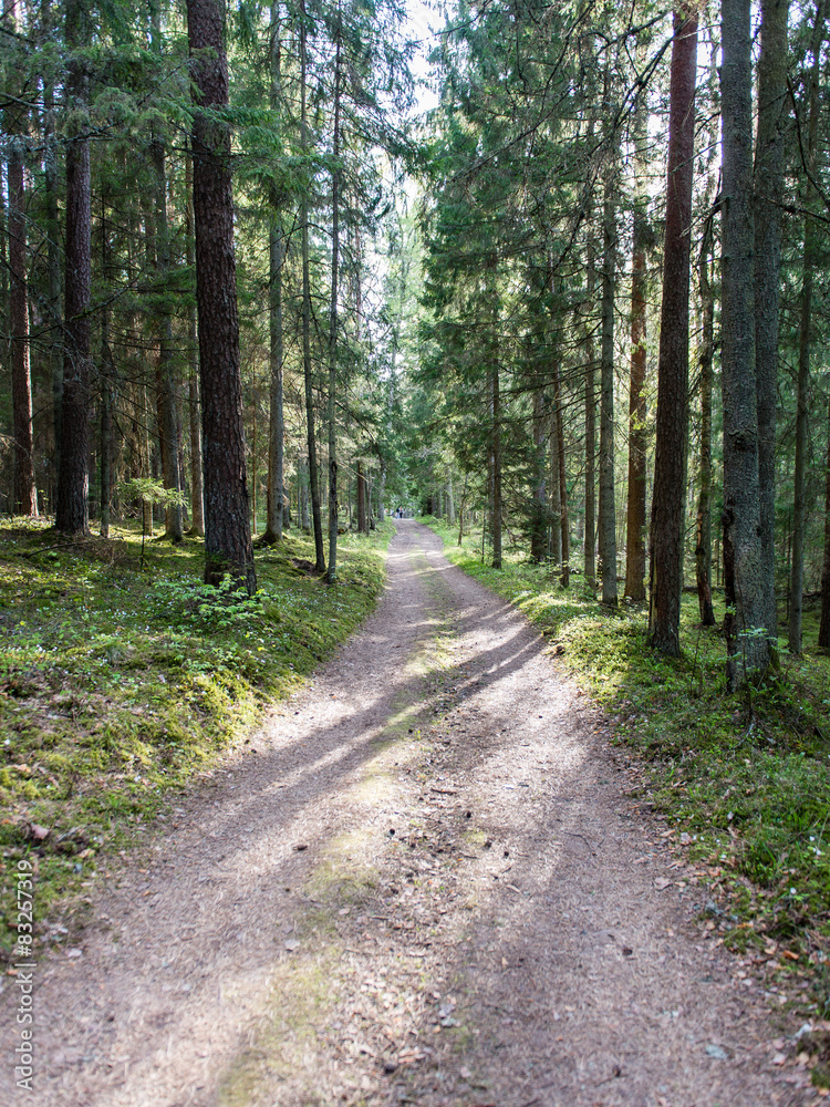 Fototapeta premium empty country road in forest