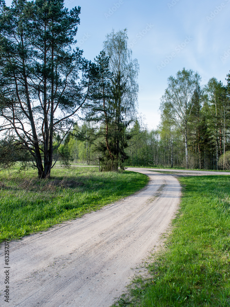 empty country road in forest