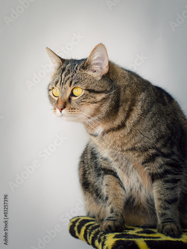 portrait of young male cat (white background)